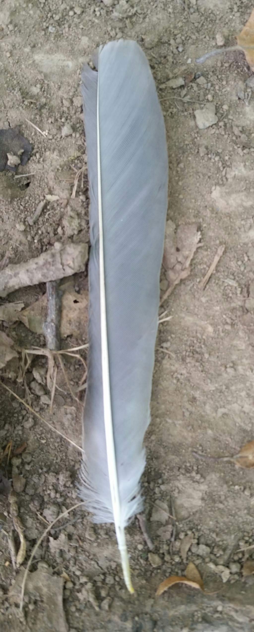 Timoniera di ghiandaia?